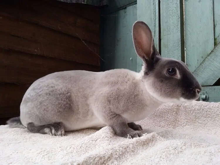 Smoke Pearl Rabbit