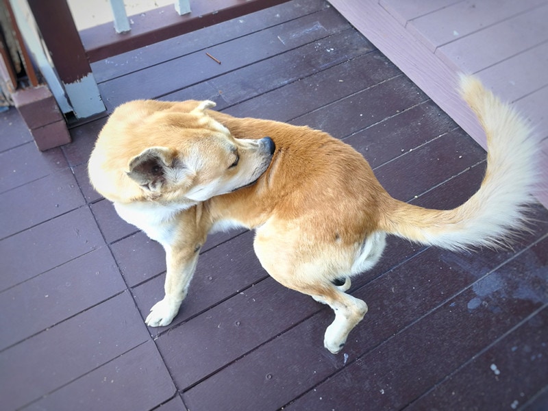 Thai white dogs bite ticks and fleas clean dog itch