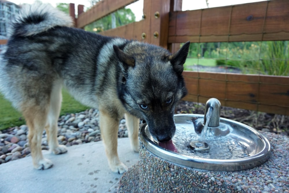 Thirsty Pomsky drinking from a water fountain