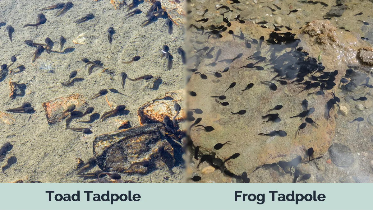 Toad Tadpoles vs Frog Tadpoles - Visual Differences