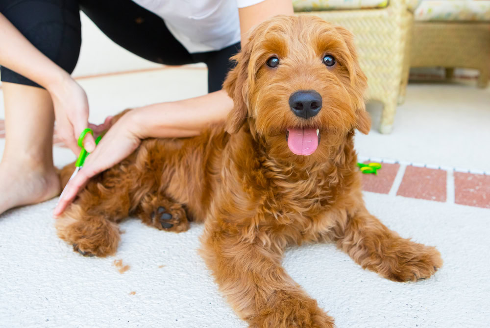 Trimming a Goldendoodle dog's leg hair