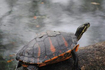 Turtle Shell Peeling & Shedding: What's Normal & What Isn't | Hepper ...