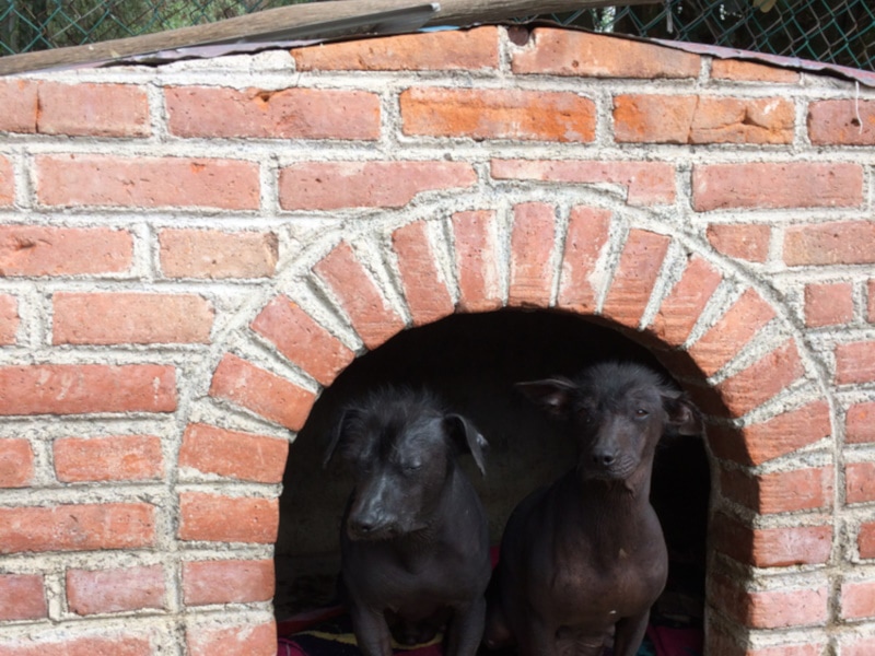 Two black dogs inside a brick house
