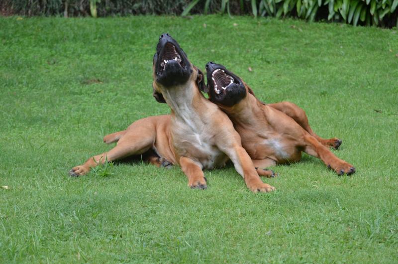 Two laughing dogs