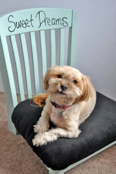 Upcycled DIY Pet Bed From an Old Chair