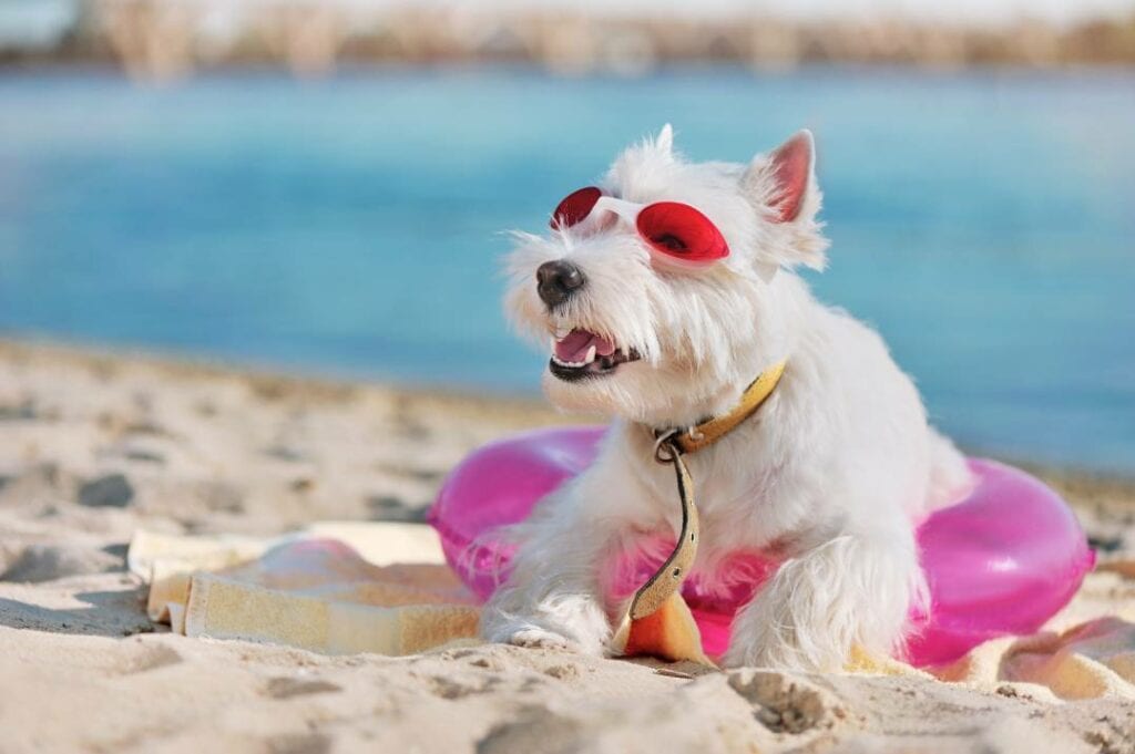 Westie at the sandy beach looking up