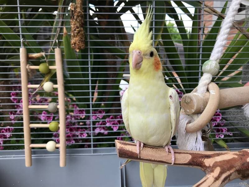 Yellow nymph cockatiel parrot Birds