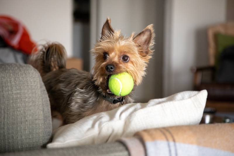 Yorkshire terrier puppy with a tennis ball in its mouth