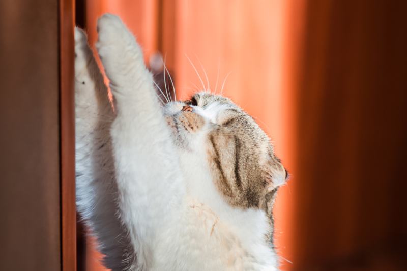 a cat scratching door