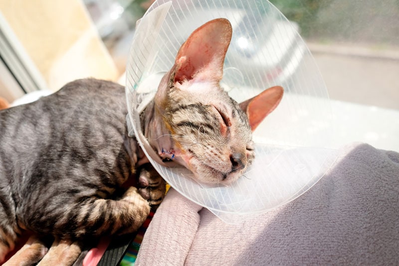a cat wearing an e-collar after a surgery to remove a polyp in the ear