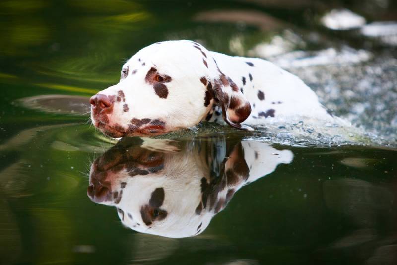 a dalmatian dog swimming in water