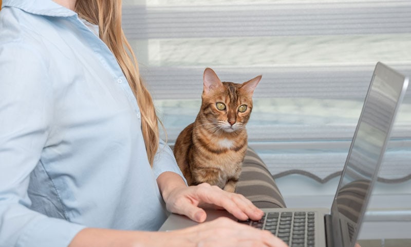 a domestic cat is watching the owner who is working on a laptop