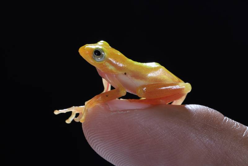 a golden glass frog pet on its owner's finger