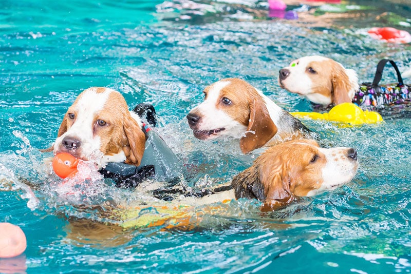 a group of cute beagle dogs playing toys in the swimming pool