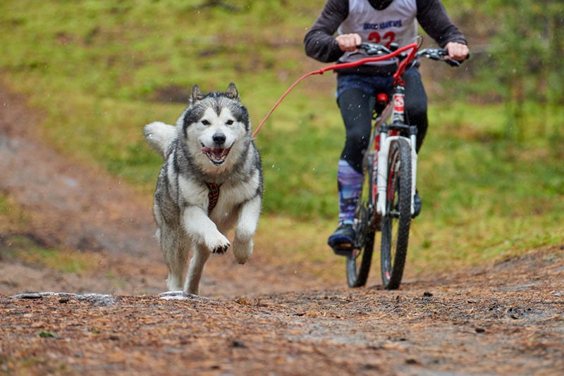 a siberian husky dog with its owner in bikejoring competition