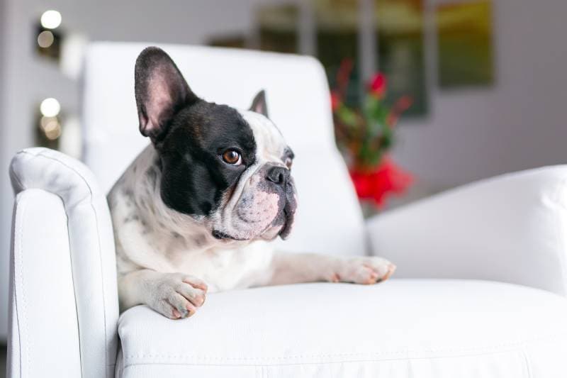 adorable French bulldog lying down on the armchair