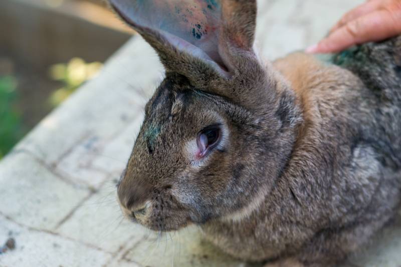 adult domestic rabbit with myxomatosis