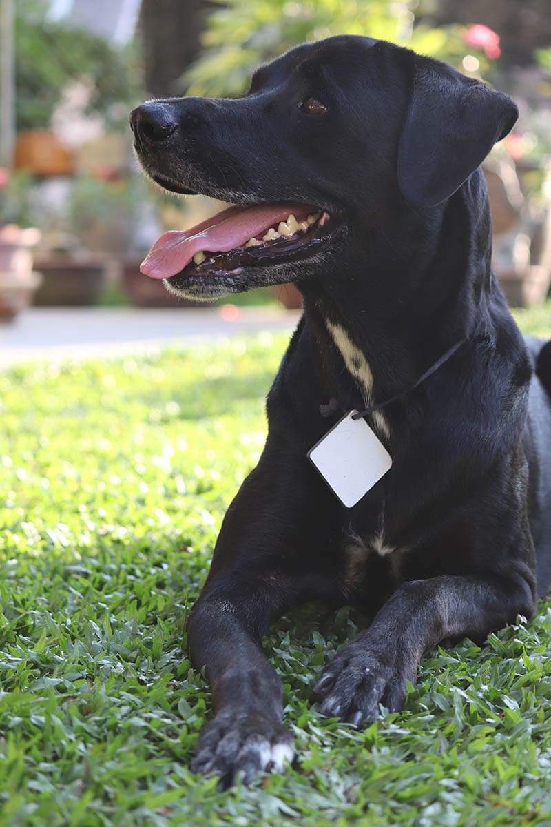adult rottmatian dog lying on the grass
