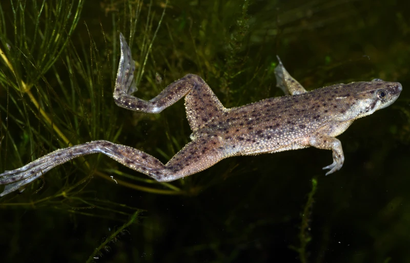 african dwarf frog (hymenochirus boettgeri)