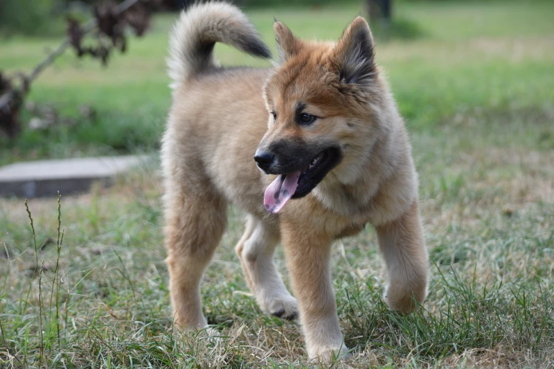 akita shiba inu puppy mixed breed dog walking on the grass