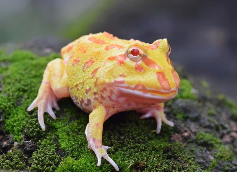 albino pacman frog