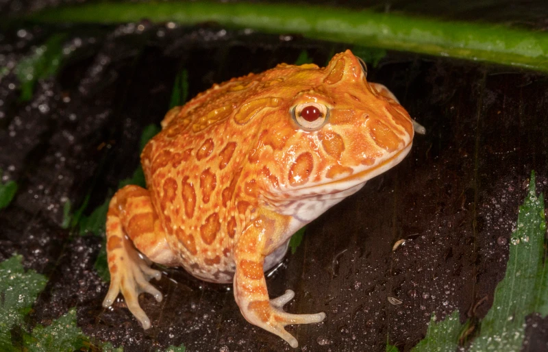 albino pineapple albino morph south american horned frog or pacman frog