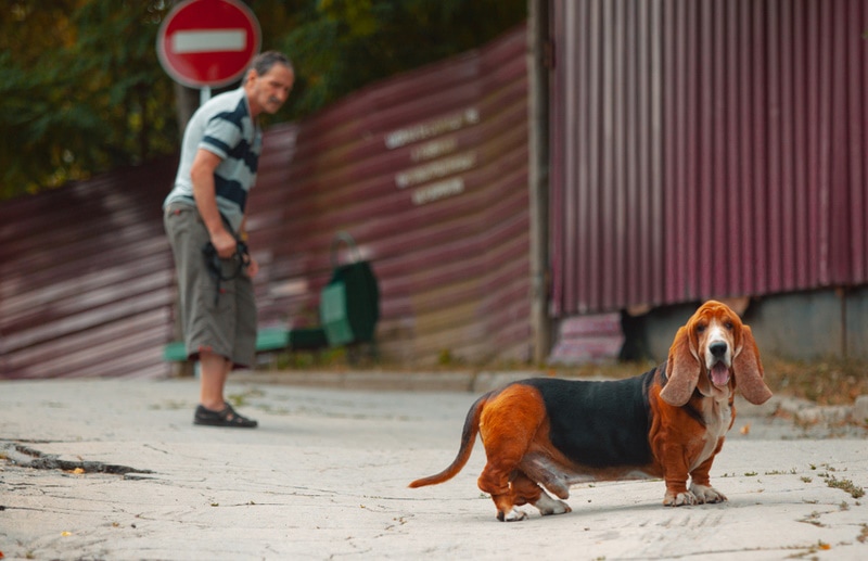 basset hound in old park