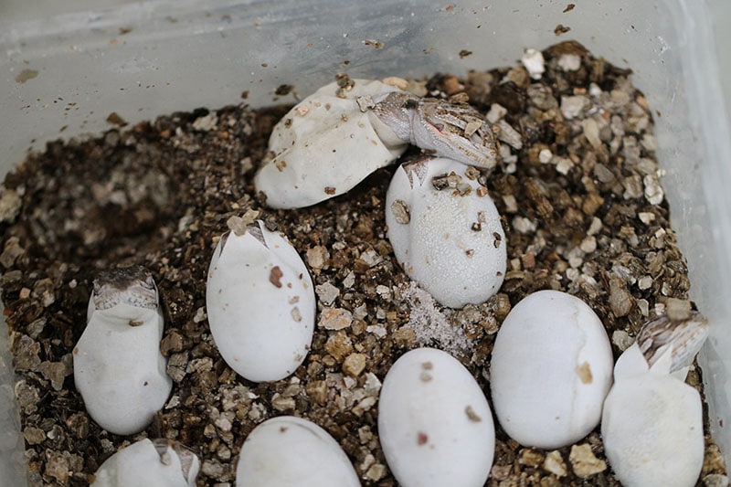 bearded dragon eggs