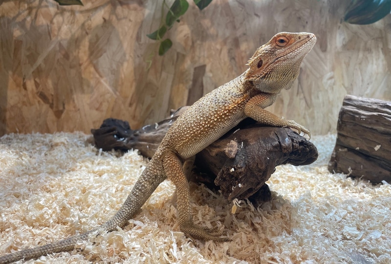 bearded dragon in terrarium