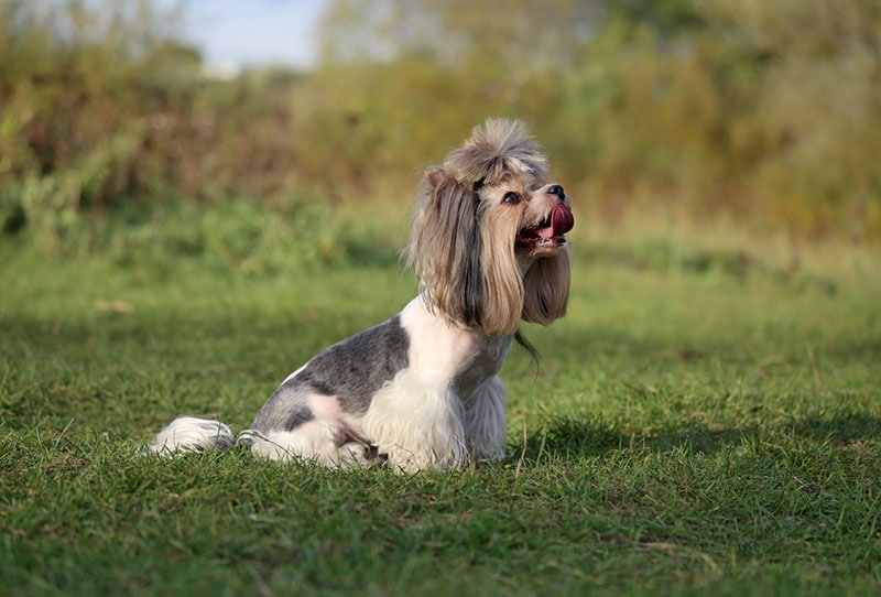 biewer terrier dog sitting on grass