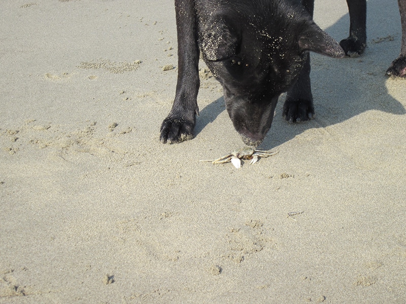 black dog sniffing a crawling crab at the beach
