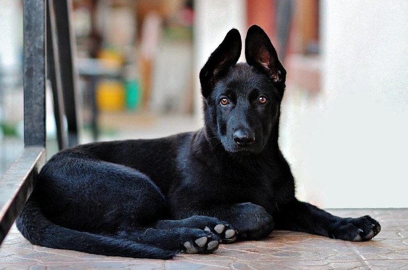 black german shepherd puppy lying on the floor