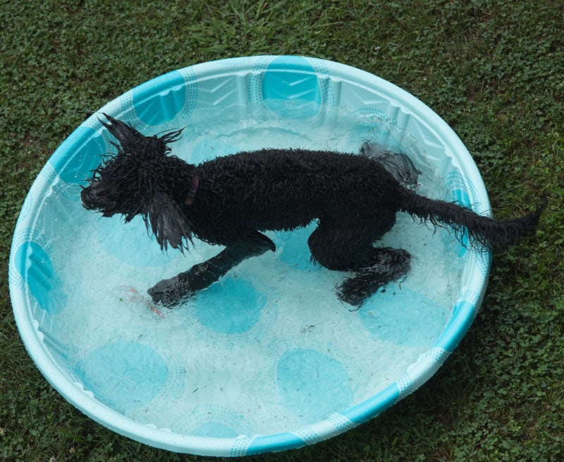 black goldendoodle puppy getting a bath