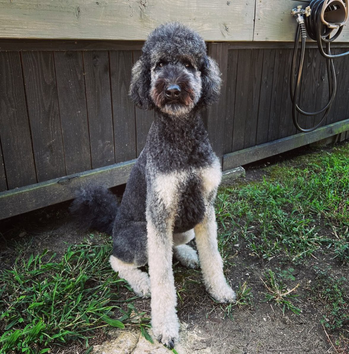 black phantom goldendoodle sitting outside