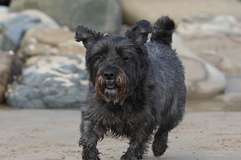 black wauzer running at the beach