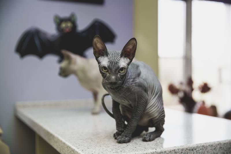 black young don sphynx cat with black paper bat on the background