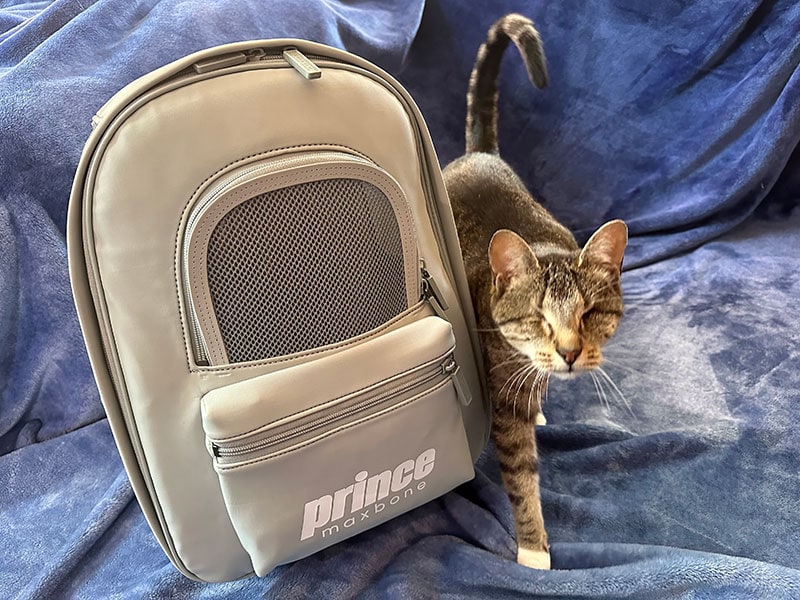 blind tabby cat with maxbone x prince backpack