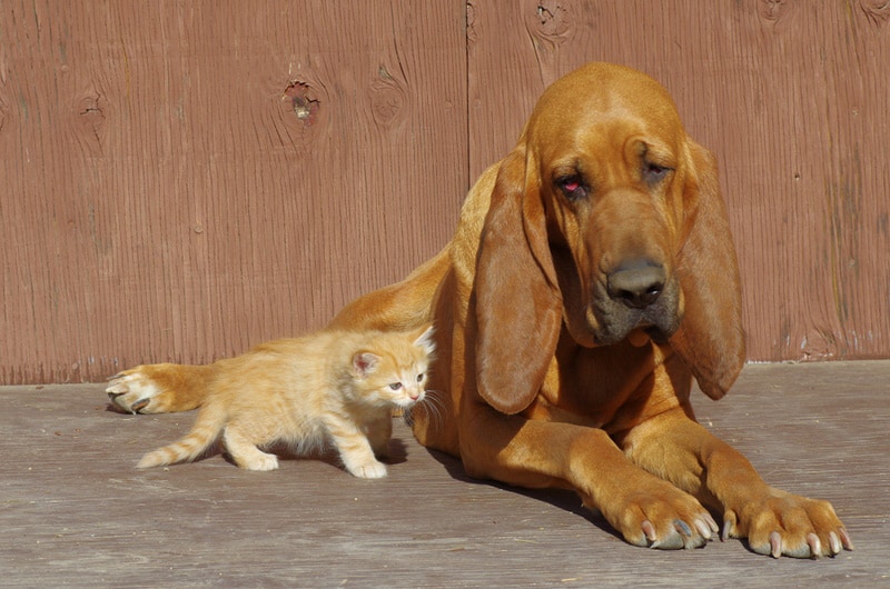 bloodhound and orange kitten together