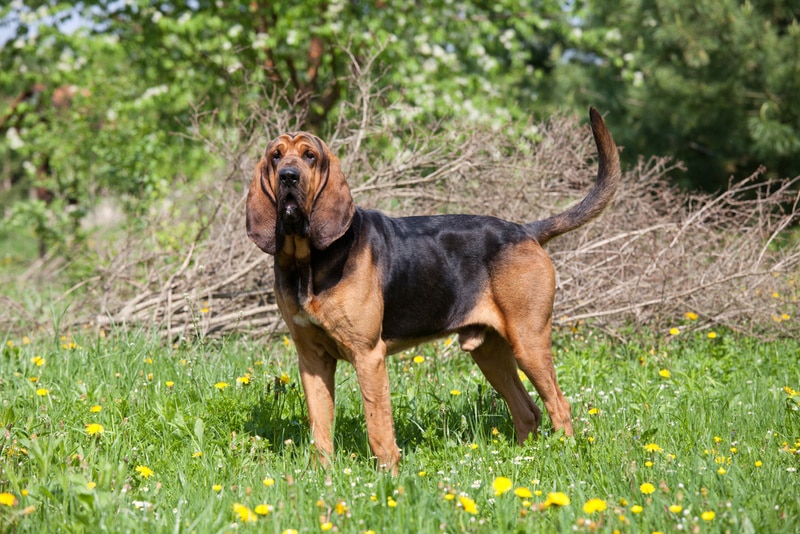bloodhound dog standing in the grass