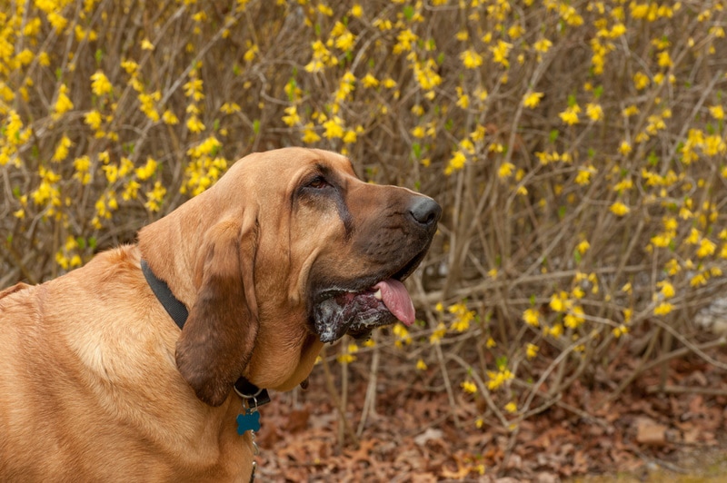 bloodhound in the garden