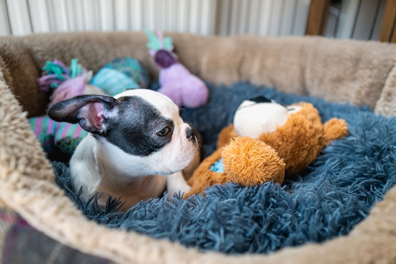 boston terrier puppy in a crate with toys