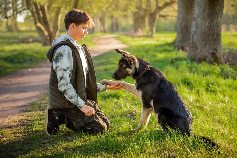 boy with a dog walks in the park on a sunny spring evening