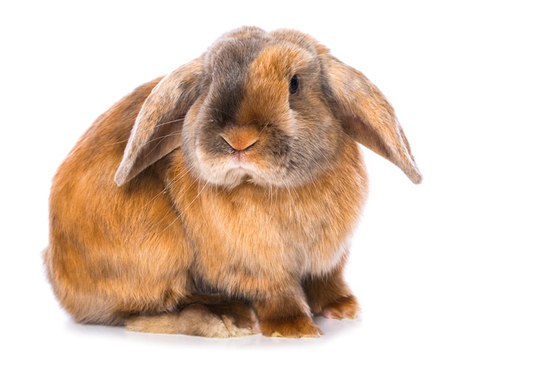 Brown satin rabbit on white background