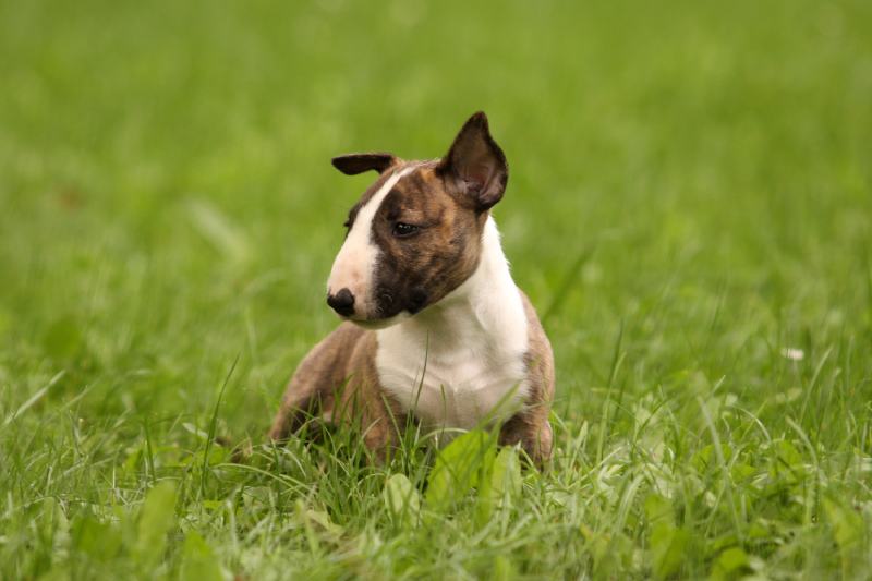 bull terrier puppy is sitting in green grass