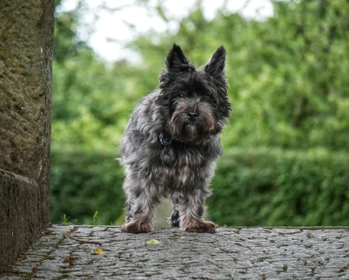 cairland terrier standing on a cobble road