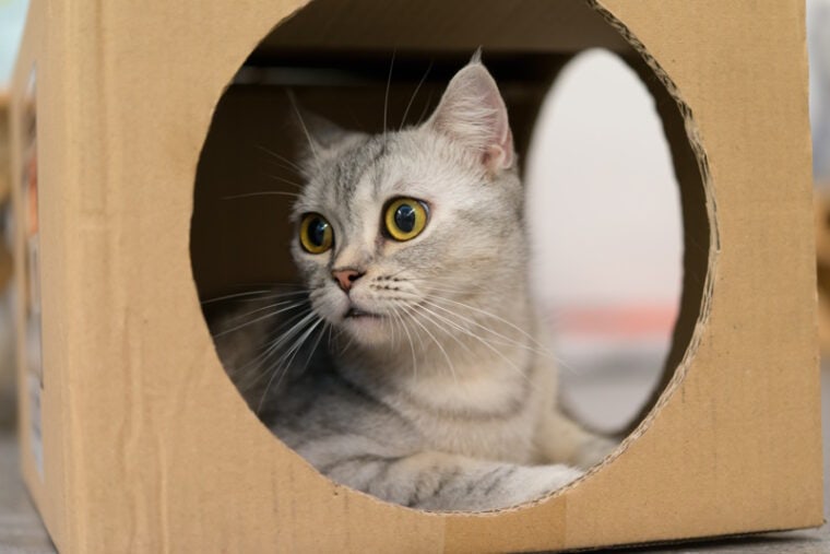 How To Coax A Cat Out Of Hiding How to Lure a Cat Out of Hiding: 6 Vet Approved Steps | Hepper Pet