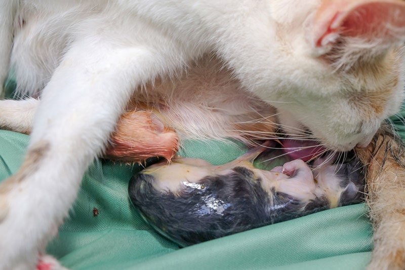 cat licking the sac off from newborn kitten