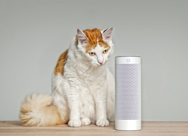 how-to-stop-a-cat-in-heat-from-meowing-5-vet-approved-tips-hepper