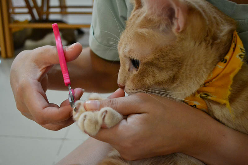 cat looking at the nail clipper while owner clips cat nails