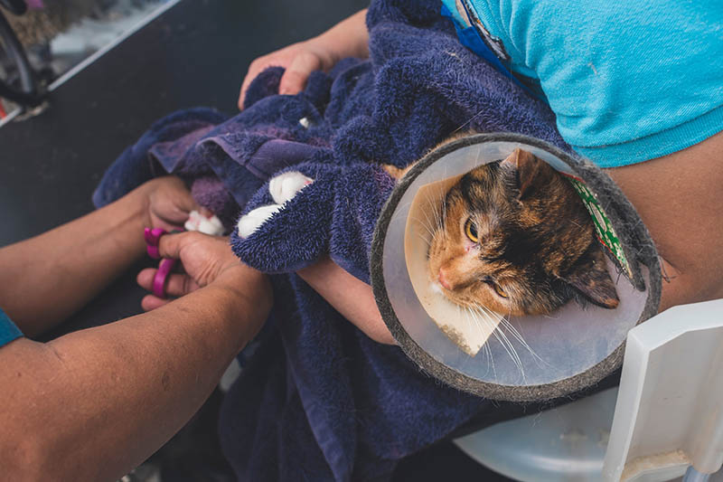 cat wrapped in towel while getting a nail trim